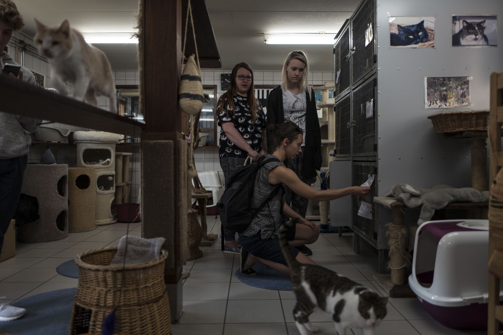 Netherlands Boat For Cats Photo Gallery